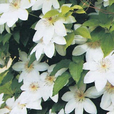 White Clematis