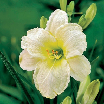 White Daylily