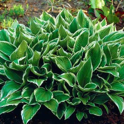 White Scalloped Hosta