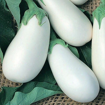 White Star Eggplant