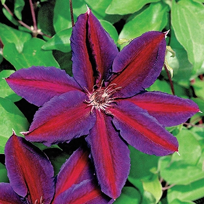 Wildfire Clematis