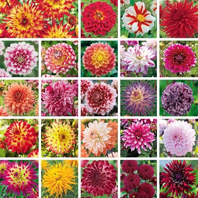 World Of Dahlia Collection