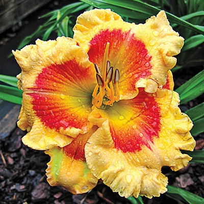 X Factor Daylily