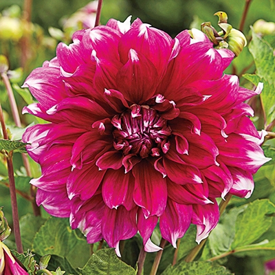 Yarra Falls Dahlia