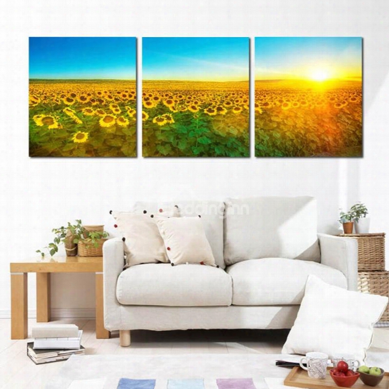 Wonderful Sunshine Sunflowers Field 3 Pieces Framed Wall Art Prints
