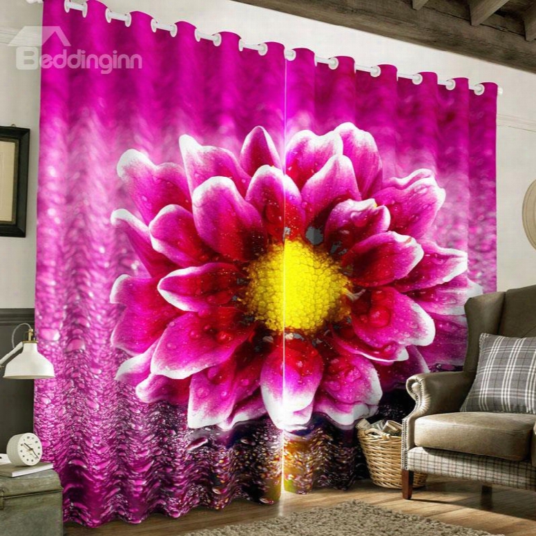 3d Blooming Dark Pink Peony With Dewdrops Printed 2 Panels Living Room Curtain