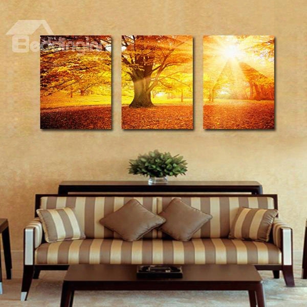 Amazing Sunlight Shining Through Thick Trees 3-panel Canvas Wall Art Prints