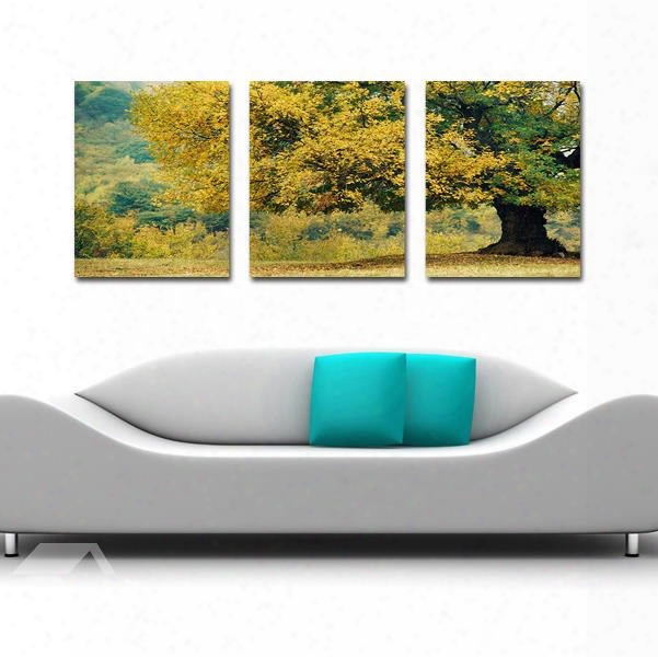 Magnificent Tree In Forest 3-panel Canvas Wall Art Prints