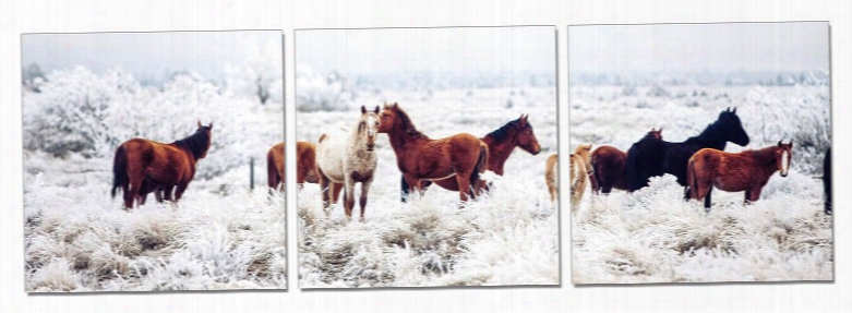 Modrest Mustangs 3-panel Photo On Canvas