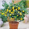 50 seeds Lemon seeds Indoor, outdoor , BONSAI seeds Edible Green Lemon seeds