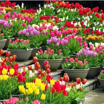 Tulip  Petals Tulip Seeds Potted Indoor And Outdoor Potted Flowering Plants Perennial Flower Seeds 20 Pcs/pack Seeds