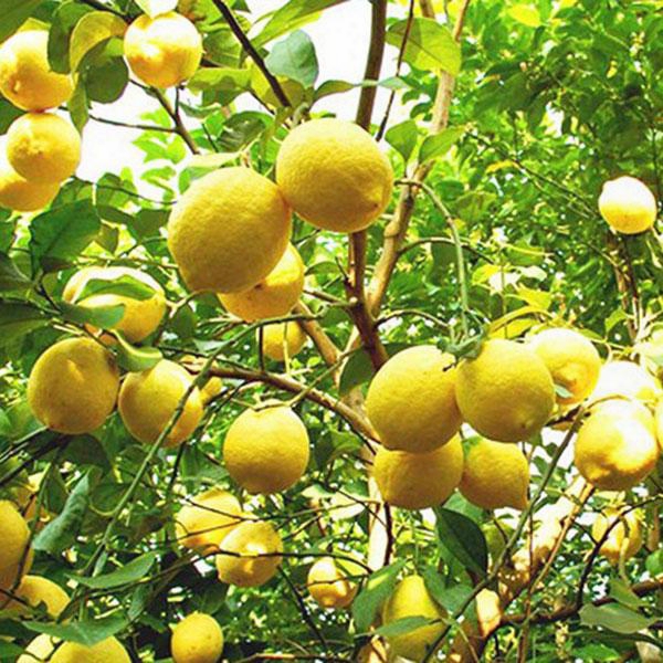 10pcs Rare Natural Sweet Yellow Lemon Tree Indoor Outdoor Seeds Fruits Vegetables Plant Seed Garden