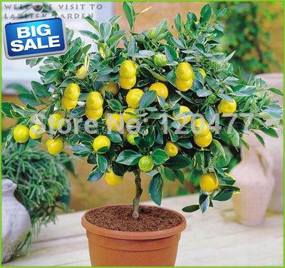 Lemon Seeds,indoor Outdoor Bonsai Seeds, Edible Yellow Lemon Tree Seeds , Organic Food, Tea Gift -100 Seeds