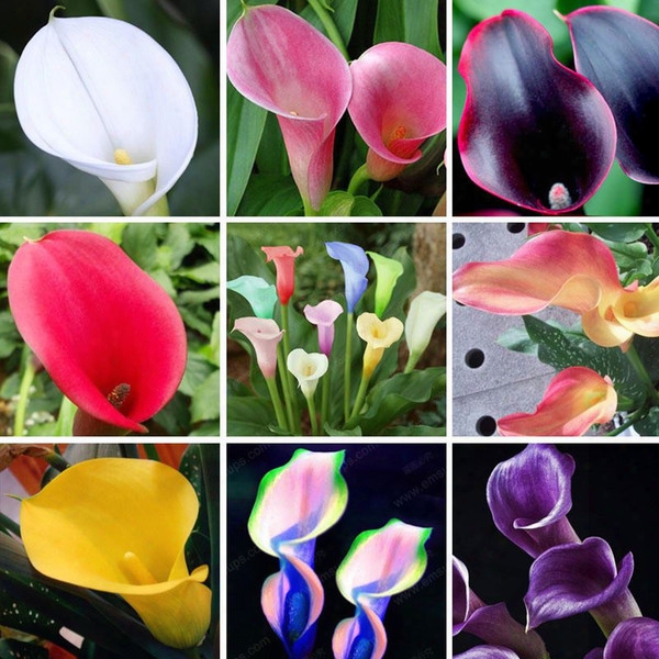 10 Varieties For You To Choose Calla Seeds Balcony Potted Bonsai Patio Plant Seeds Aethiopica Flower Seeds A Package 100 Pieces