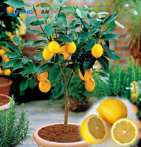 100 Pcs / Bag, Lemon Seeds, Balcony Patio Potted Fruit Trees Planted Seeds