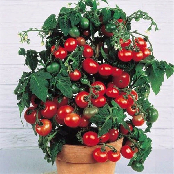 100pcs Rushed New Outdoor Plants Promotion Garden Tomato Seed Potted Bonsai Balcony Fruit Vegetables Seed