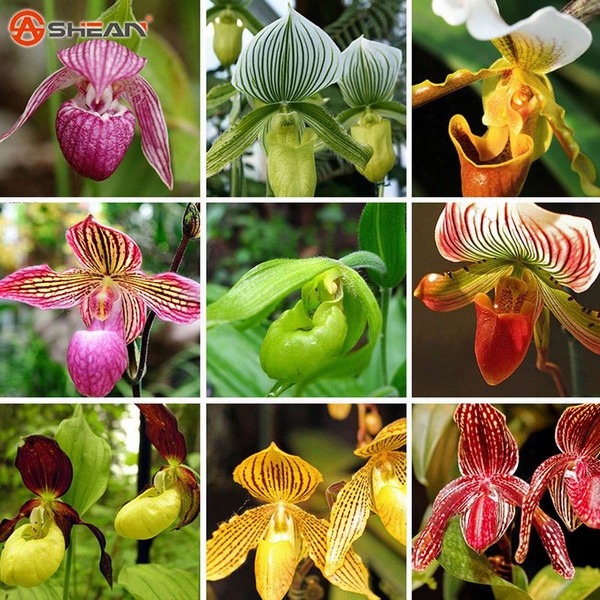 18 Color Varieties Cypripedium Seed Balcony Bonsai Seed Patio Flowers Paphiopedilum Slipper Orchid Flower Seed A Pack 50 Pcs