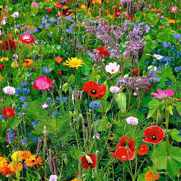 200 Drought Resistance Wildflower Seeds Mix Easy To Grow Garden Flower Outoor Plant