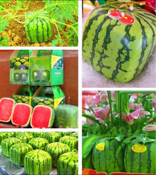 50pc/lot Free Shipping, Outdoor Plants Fruit Seeds Simple Geometric Square Watermelons Seeds, Summer Fun