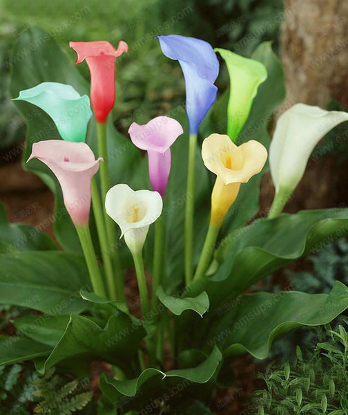 A Package 100 Pieces Colorful Calla Lily Seeds Balcony Potted Bonsai Patio Plant Seeds Rainbow Aethiopica Flower Seeds
