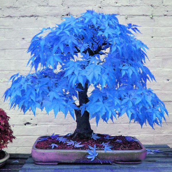 Outdoor Plants 30pcs/bag Blue Malle Seeeds Maple Seeds Bonsai Tree Plants Balcony Plants For Home Garden
