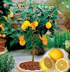 100 Pcs / Bag, Lemon Seeds, Balcony Patio Potted Fruit Trees Planted Seeds