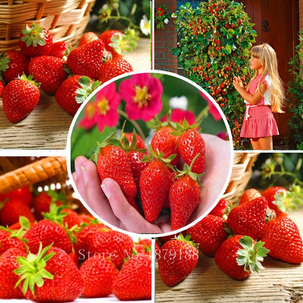 Red Climbing Strawbe Rry Seeds, Garden Fruit Plant, Sweet And Delicious Outdoor Plant 100pcs Aa