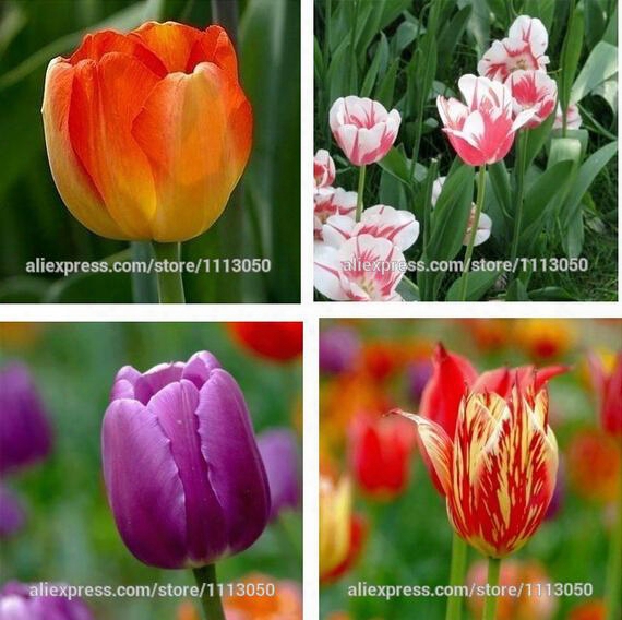 Tulip, Tulip Seeds Potted Indoor And Outdoor Potted Plants Purify The Air Mixing Colors,tulip Flower - 100pcs / Bag